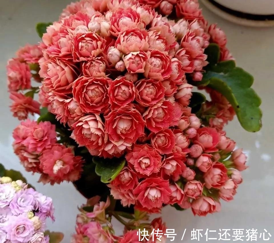 秋天养长寿花，二多做一少做，年底不但有花看，还能爆盆！