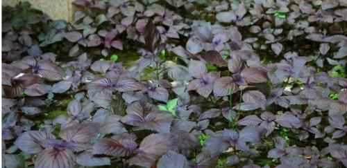 功效|用对紫苏，不仅散寒，还有意想不到的功效