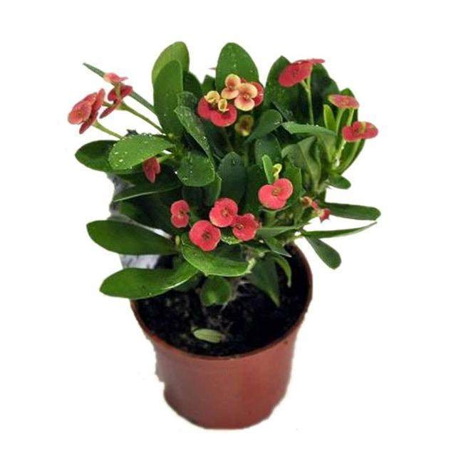 麒麟掌|花卉市场看见此几种多肉别买,长大后是有毒性的