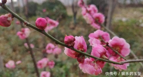 老年|赏心悦目！春天里的泾阳百花鲜