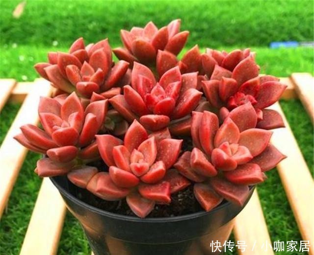 把姬胧月养成紫红色爆盆老桩并不难,3个阶段3种方法,你也可以