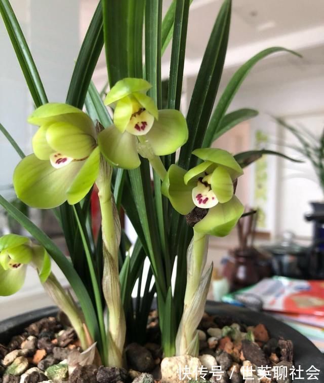 花箭|家里兰花“只长叶子、不开花”做了这2步,直冒花箭