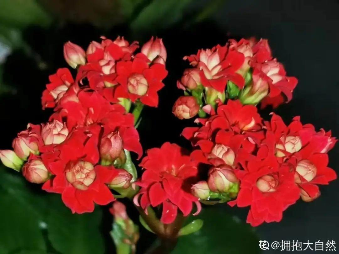 浇水|10种花要控水,天热反而不能浇,一浇水就死