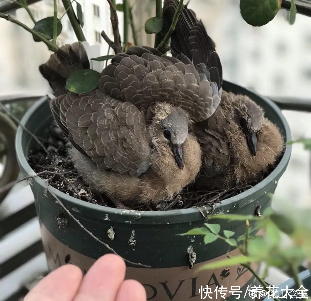 花盆里有蚂蚁是好事 花盆里有蚂蚁是好事