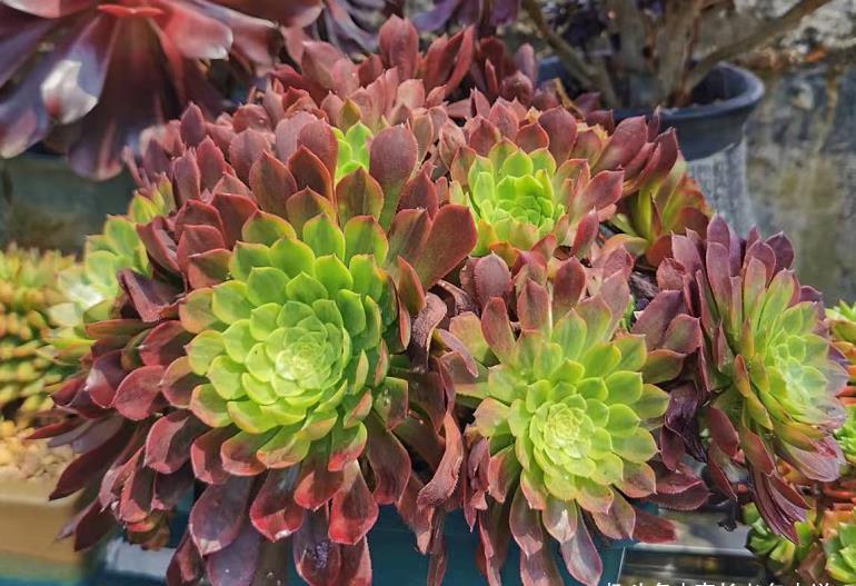 春天养法师多肉应该怎样浇水？可以直接给它们浸盆吗？