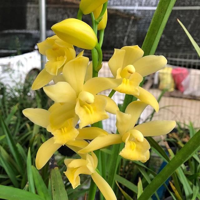 花友们|比“绿萝”还好养的兰花，兰香持久，通体金黄，每年可以开花3次