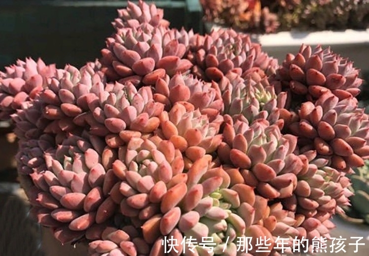 莱恩小精灵|多肉植物品种这么多，多认识几种没有错，识一肉知养护莱恩小精灵