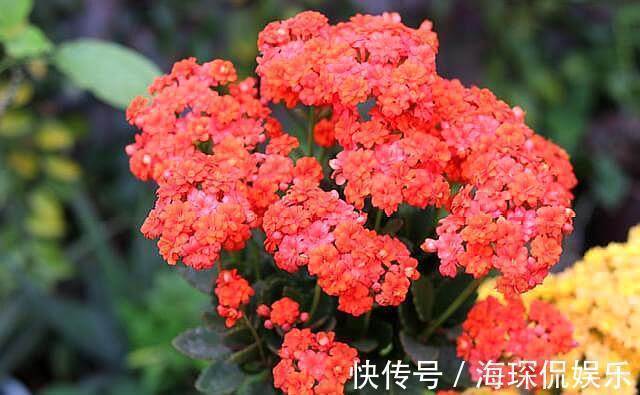 磷钾肥料|想长寿花四季开花，关进“小黑屋”，喂点“开花水”，30天开爆盆