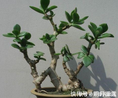 此4种花卉，小苗的时候“不值钱”，多养今年“太值钱”，高价格！