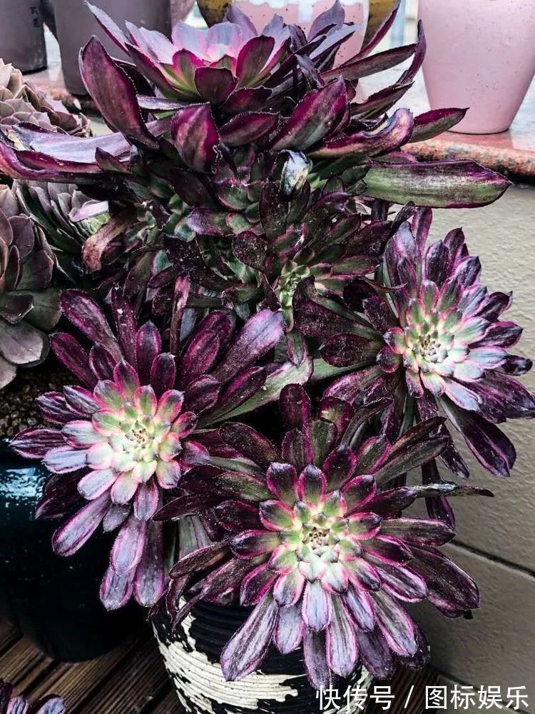 遇见,是一生!遇见多肉,是我的余生和全部!