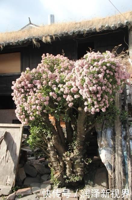 烂根|20年的玉树,10年的芦荟,枝干“胳膊粗”,是这样养成的