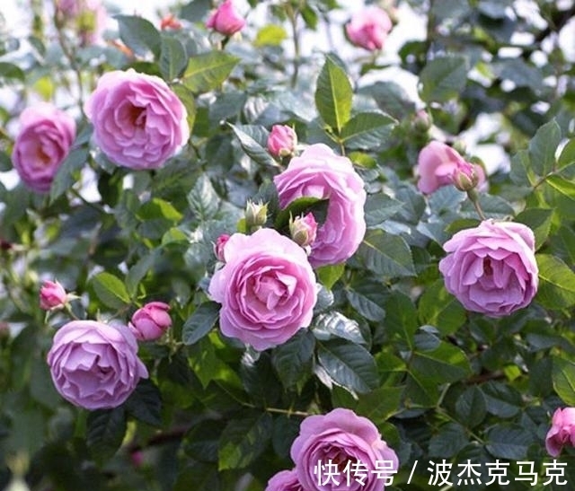 安吉拉|被淘汰掉的藤本月季，听起来很经典，实际是鸡肋