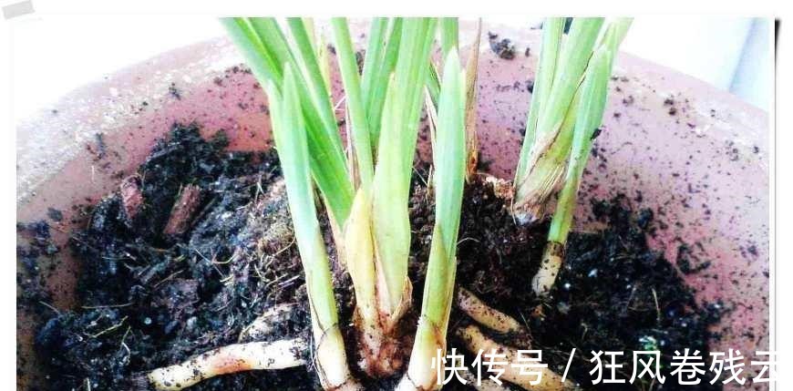 兰花盆土加点“万能肥料”,用对方法,可能真的10年不需要施肥