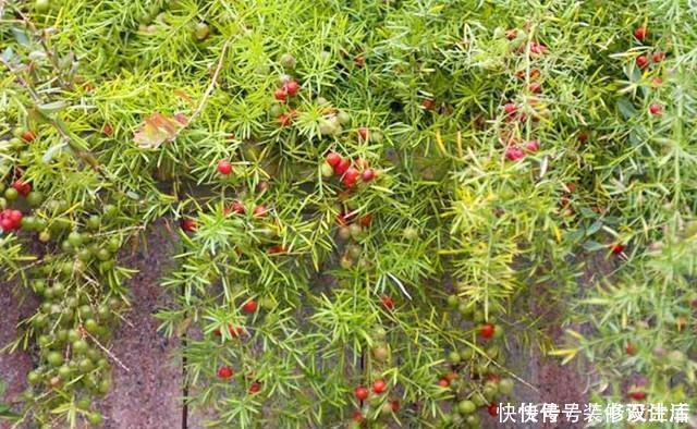 天门冬|武竹还真有这个品种，种出来比文竹还美