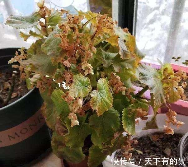 植株|这6种漂亮花,天一热就死,夏天别再买,白花钱养不活