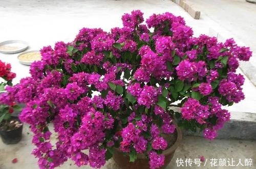 什么多菌灵都不如这种药水,养花生根快,还能延长花期!