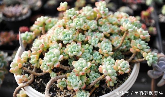 最怕冻的8种多肉，温度低就进屋，小心冻伤冻死！