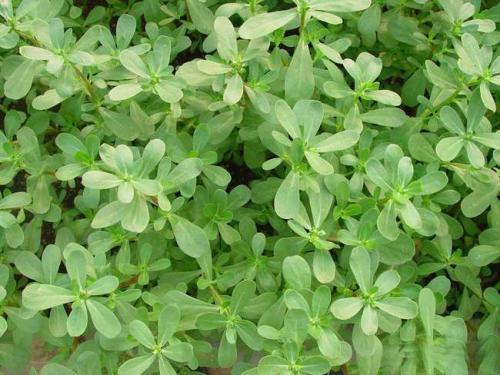 茼蒿|女人不想大肚子,水桶腰,3种蔬菜,刮油清脂,减肥瘦身,还好吃