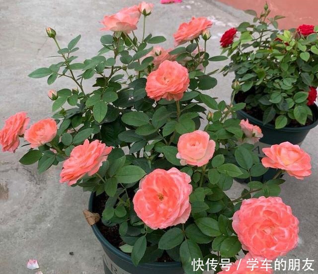 想让“月季”来年开花多12月就要“下功夫”,迟了来不及!