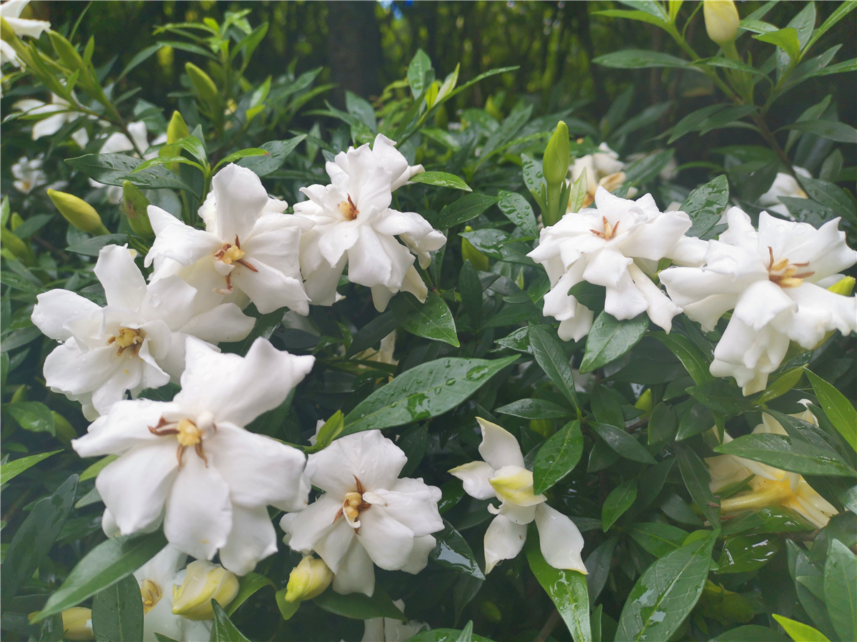 吉安|美丽吉安:吉州大道栀子花开 洁白如雪