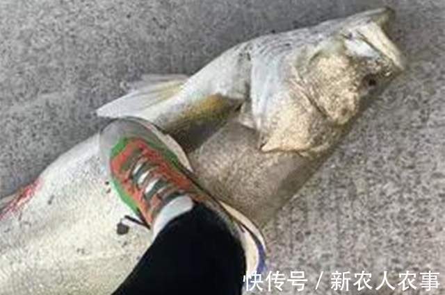 漩门湾|45斤的米级“鲈鱼王”,浙江男子海钓收获大鱼,老钓鱼人也没见过