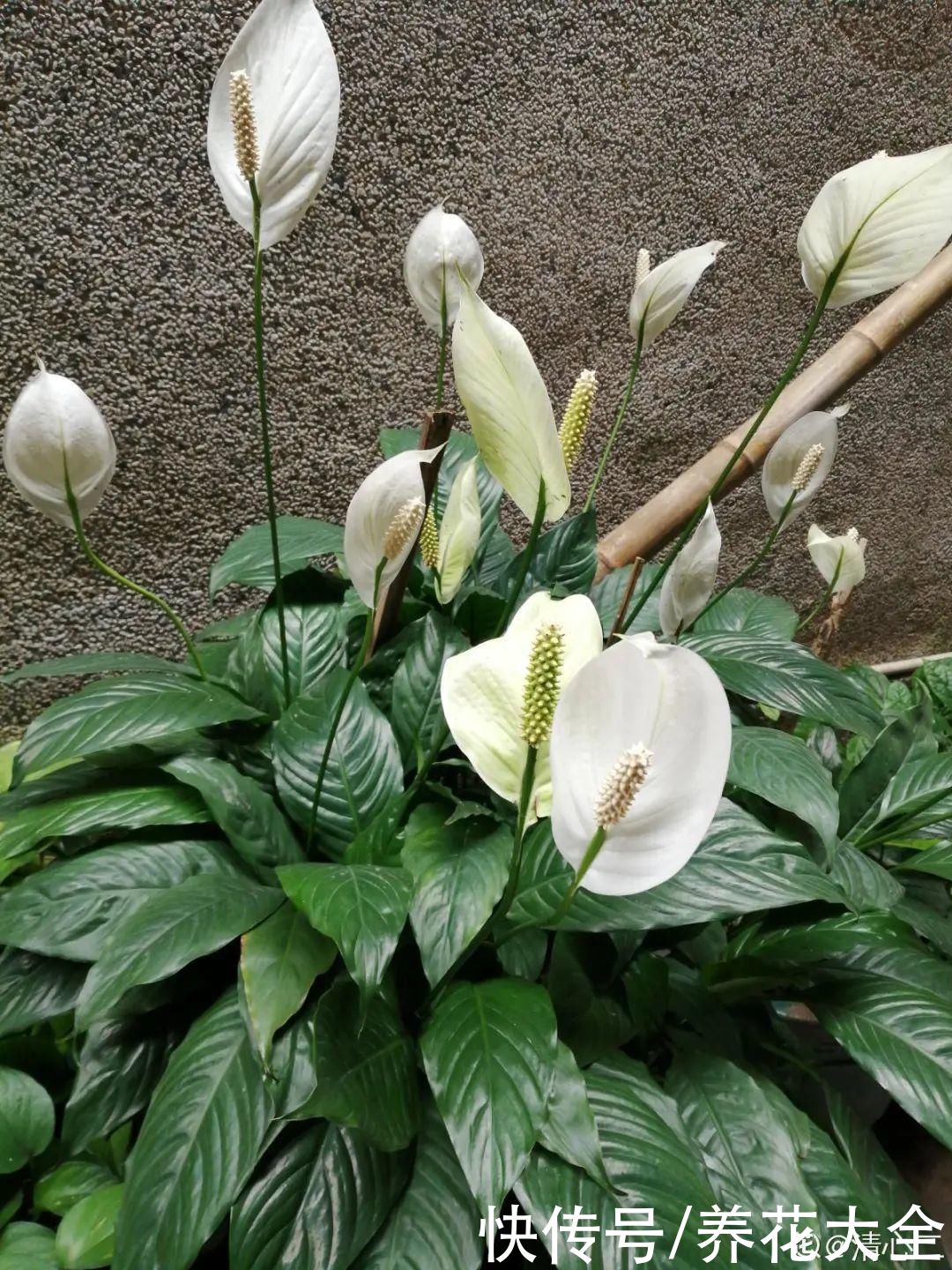 蝴蝶兰|7种花，立秋后换盆，秋冬才能越养越好