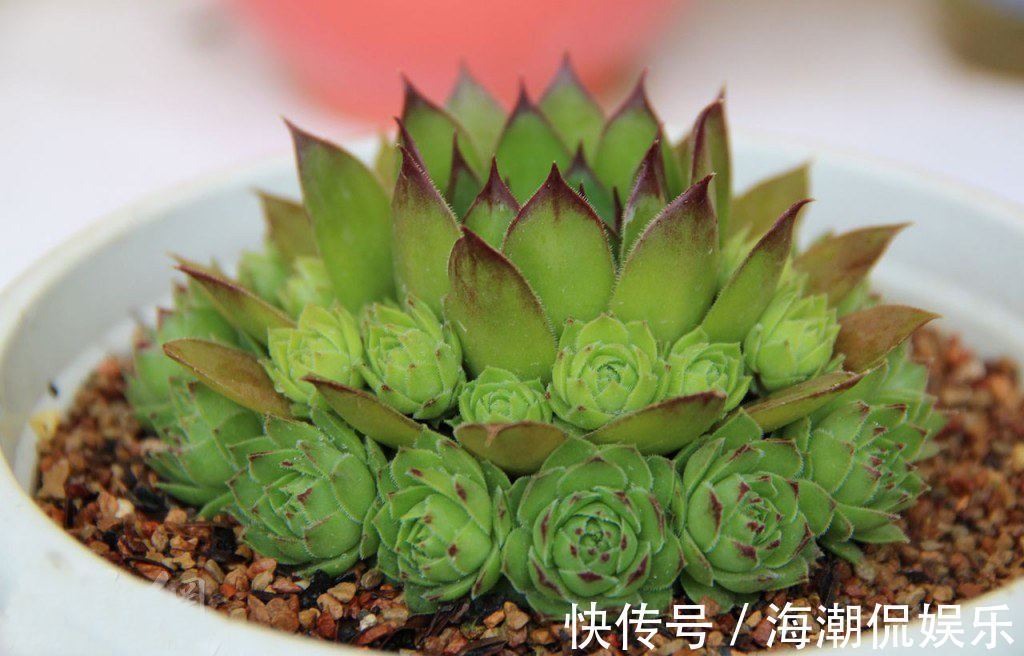 叶片|生命力强大的九种多肉植物，新手入门备的几个品种