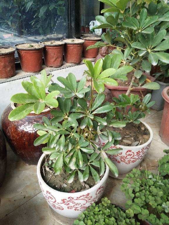 新装修的房子养9种花,净化空气效果好,养在家里也漂亮