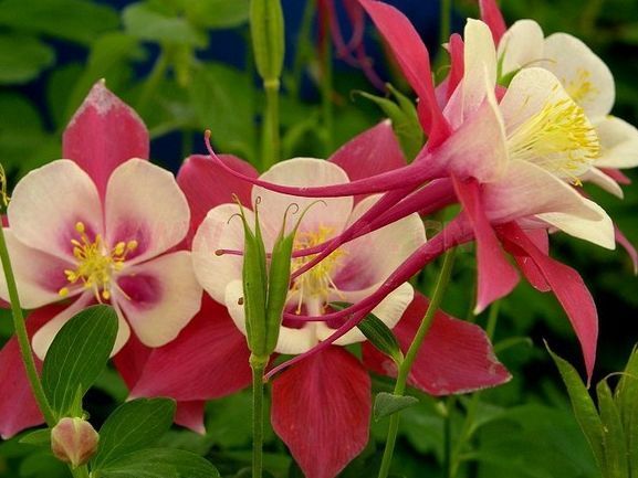 长寿花|6月13日开始，养花试试这几款，家里美成小花园，长势旺盛开花美