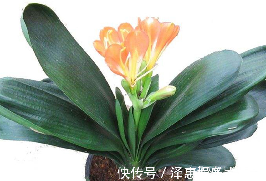 叶片|君子兰叶片东倒西歪，夹箭有时还不开花，都是几件事没做好