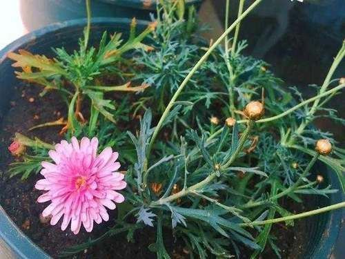 夏天浇花要注意，3种水扔了也别浇花，不然黄叶烂根，难过夏