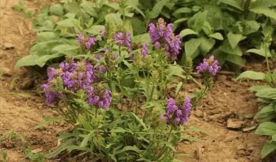 肿瘤|农村一种野菜,常吃可防备肿瘤、加强人体免疫力,很珍贵