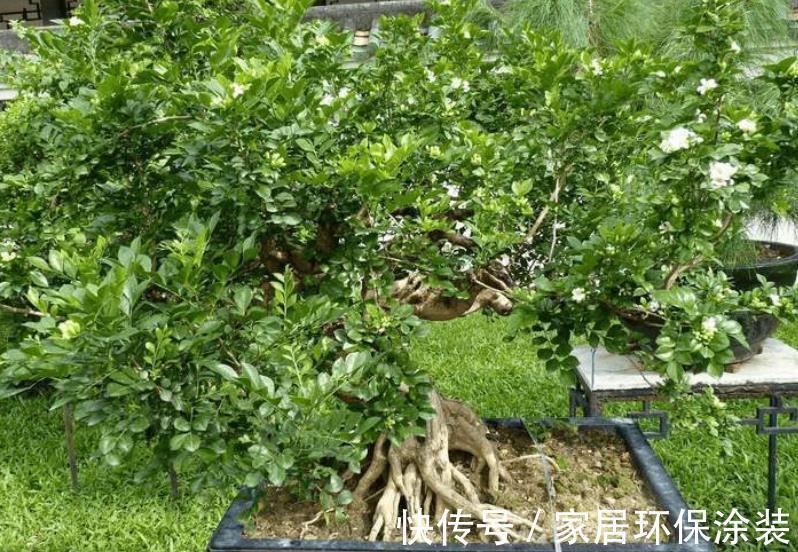 土质|九里香其实不难养,只要你能做到这4点