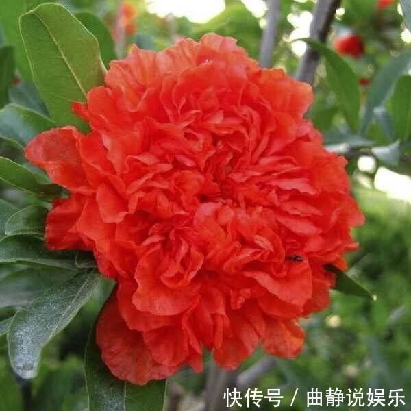 此“花树”比绿萝好养10倍,见土就活、浇水疯长,花朵又红又大