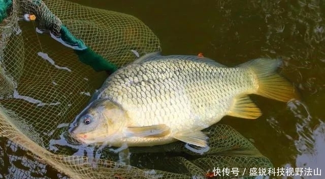 铅坠动一动,鱼情就好到没话说!