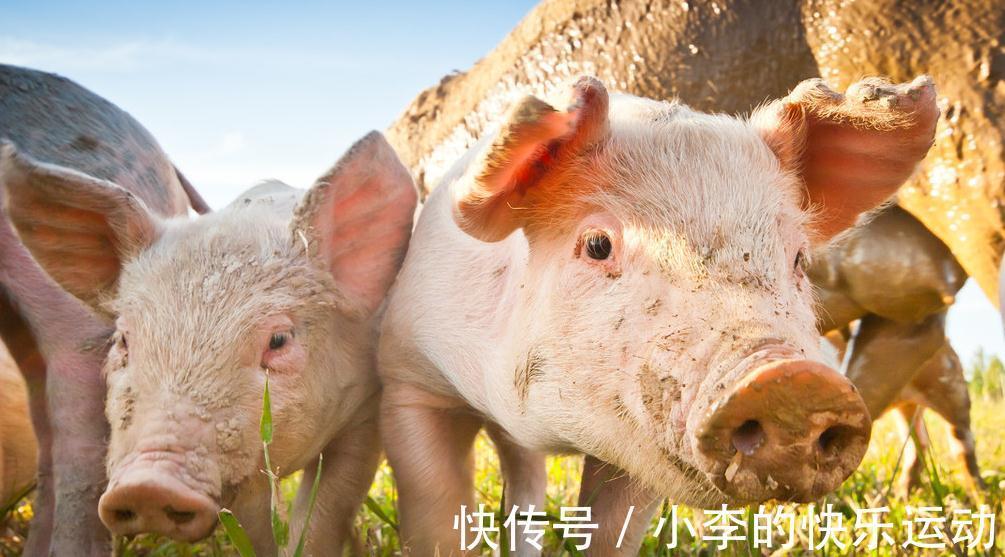 猪感冒|如何鉴别猪流感与猪感冒,他们的区别在哪里,养殖户们分得清吗