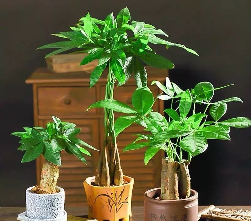 5种花要“穷养”,小花盆,少浇水,越长越精神!