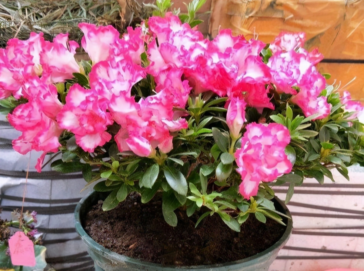 光照|养杜鹃花，掌握住换盆、浇水、光照技巧，新人盆栽一样年年开花