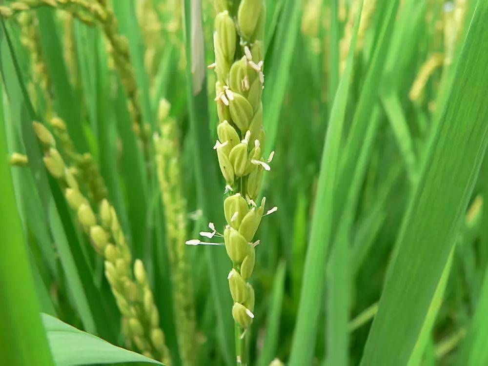 粮食开花，赏心悦目，您见过吗？