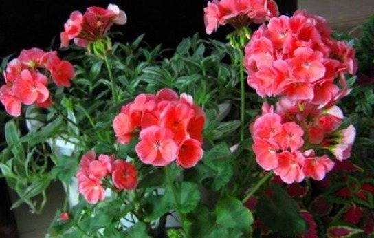 怎么养护盆栽天竺葵,学会4个小方法,一年四季都赏花,轻松爆盆