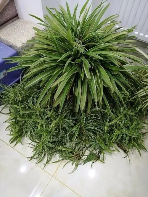 内脏|冬天养花埋点它,开春就疯长,1年不施肥一样绿油油!