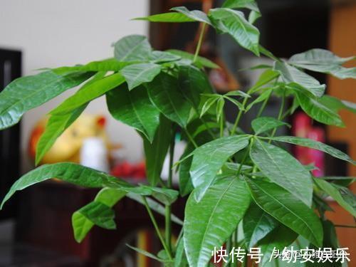 养好发财树，有1个诀窍，叶绿有光泽，枝繁叶茂，年年旺财运！