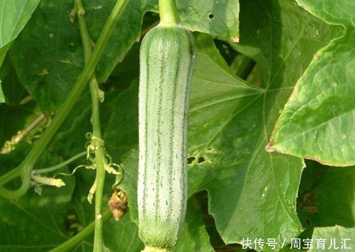 体力|食疗养肾很关键,晚上吃3种食物,体力会变得更好