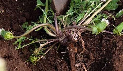 西红柿|吃了对皮肤好的食物,推荐多吃,预防色斑、缓解皱纹、预防衰老