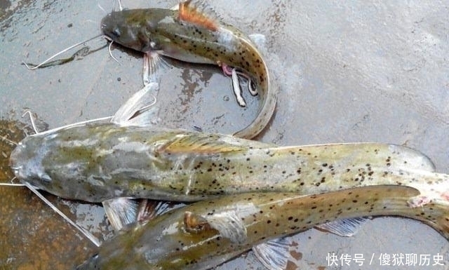 比甲鱼营养,一斤卖到300元,被誉为“淡水鱼之王”,却常被嫌弃