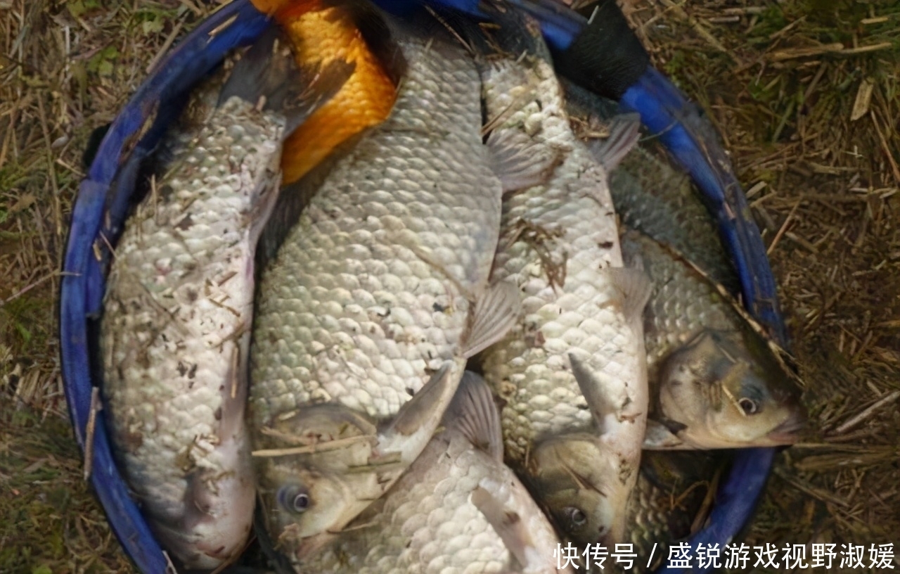 晚春钓鲫鱼,用这两个方法来打窝,大鲫鱼进窝的数量会更多些