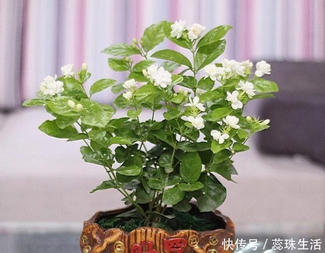 生根液|新买的茉莉花，“手把手”教你上盆，缓苗，养护，一起养好它