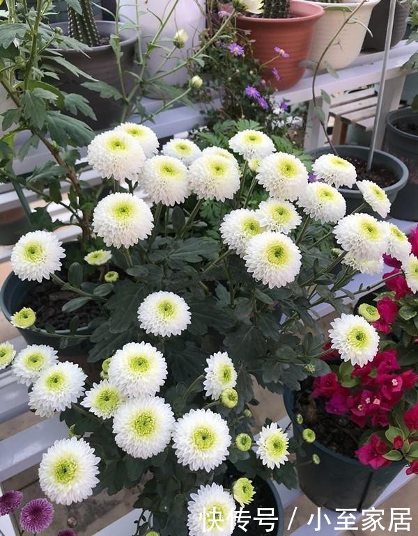 新宠|小米菊,阳台盆栽“新宠”,观赏价值高,多季节开花,养护也不难