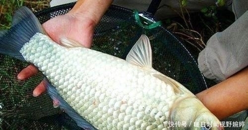 水草|夏季大板鲫的作钓