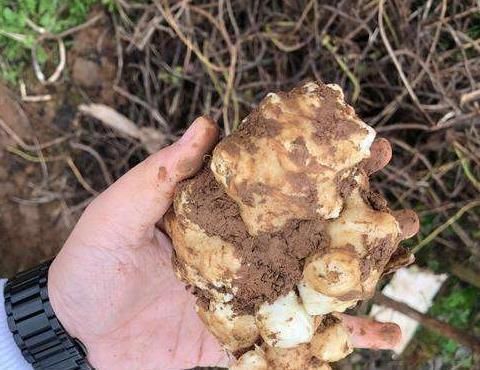 埋了就能活,亩产5千斤,价格也不错,却没几人愿意种